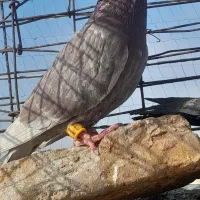 ۲تا بیجا|پرنده|سبزوار, قصبه شرقی|دیوار