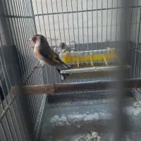 سره مس بخون