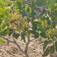 درخت‌پسته‌ونگه‌داری‌آن‌کلینیک‌گیاه پزشکی‌دکترسبز