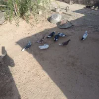 تعدادی کبوتر بفروش میرسد