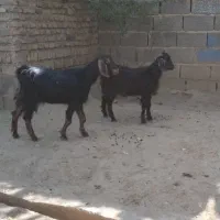فروش دو راس بزغاله ماده آبستن