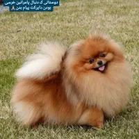 سگ پامر پامرانین دوسر خرسی بو فیس|سگ|رشت, جماران|دیوار