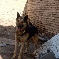 یک عدد سگ نر  ژرمن به شرط آدمی سفت