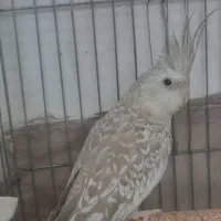 عروس هلندی ماده ایزابلا همراه جوجه