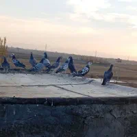 کبوتر|پرنده|میاندوآب, |دیوار