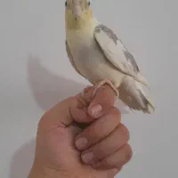 عروس هلندی ماده.