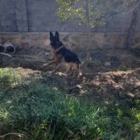 ژرمن شپرد|سگ|صوفیان, |دیوار