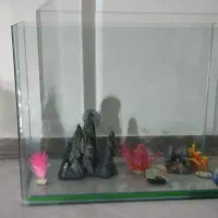 آکواریوم و لوازم تزیینی