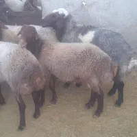 قوچوبره نر مهربان اصیل