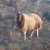 بره قوچی فروشی به  ضمانت کله