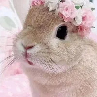 بچه خرگوش نر معاوضه با ماده