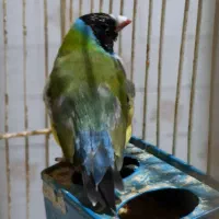 یک جفت فنچ زیبا|پرنده|شیراز, باغ تخت|دیوار