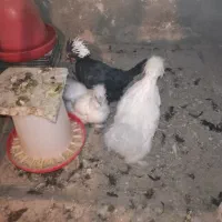 مرغ و خروس زینتی|حیوانات مزرعه|تربتحیدریه, شهدا|دیوار