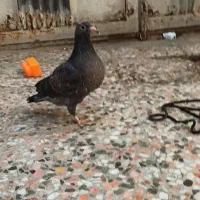 یه جفت جوجه پلاکی ونروی 100%اصیل