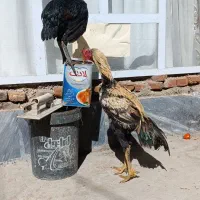 مرغ و خروس واقعا دانگ بال همانند شتر مرغ