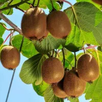 آیا باغ کیوی شما برای فصل بعد آماده است