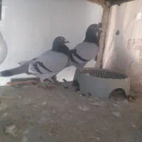 کبوتر مسافتی