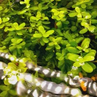 انواع ماهی گیاه خوار|ماهی|اردبیل, |دیوار