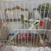 دوعدد قناری جوجه ریزه خون