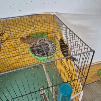 قناری سرخ و شتری سرخ