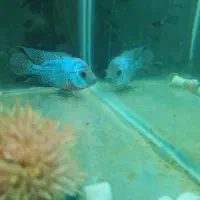 دو عدد کانفا بلو و رد