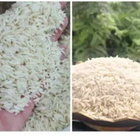 برنج طارم هاشمی ممتاز