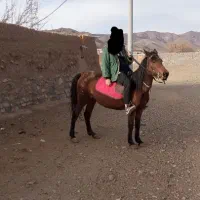 مادیان کهر|اسب و تجهیزات اسبسواری|ساوه, |دیوار