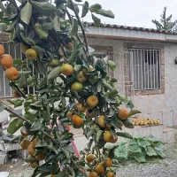 ویلا به قیمت شهر دابودشت