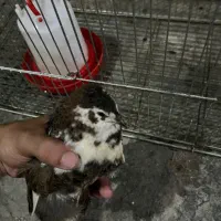بلدرچین گوشتی و تخم گذار رنگ خاص