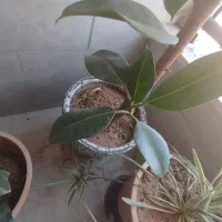 گل و گلدان