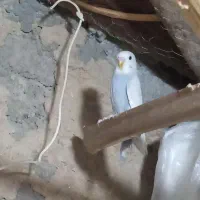 جفت مرغ عشق فروشی