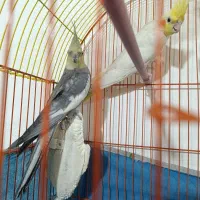 عروس هلندی|پرنده|خلیفان, |دیوار