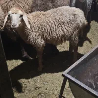 ۱ راس بره ماده مغانی