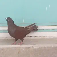 سرخ اصیل|پرنده|بروجرد, |دیوار