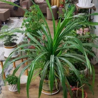 گل پاندانوس بزرگ