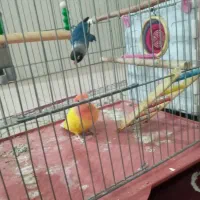 طوطی برزیلی