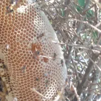 عسل رکو اصل