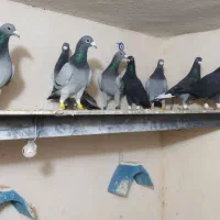 کفتر یا کبوتر پلاکی (بیضا)