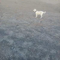 سگ سرابی اصیل شیش ماه|سگ|سبزوار, جوادیه شرقی|دیوار