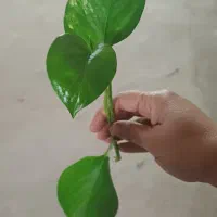 قلمه برا تو آب