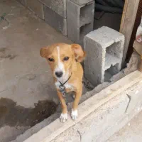 پاکوتاه ماده