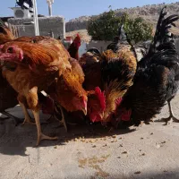 ۱۶ عددخروس ۷ماهه|حیوانات مزرعه|قلعه شاهین, |دیوار