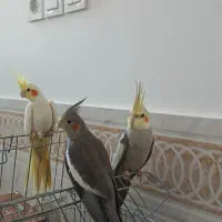 عروس هلندی