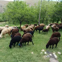 میش بره