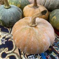 تعدادی کدو|خوردنی و آشامیدنی|واجارگاه, |دیوار