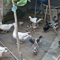 چهار عدد اردک رشتی نر|حیوانات مزرعه|دابودشت, |دیوار