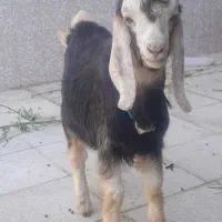 کهره نر معاوضه با کهره نر گله ای