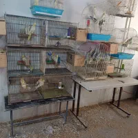 عروس هلندی جوجه وبالغ|پرنده|رشت, شهرک صبا|دیوار