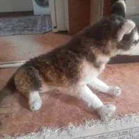 عروسک گرگ بزرگ|اسباببازی|کاشان, فاز ۲ ناجی آباد|دیوار