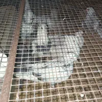 کبوتر|پرنده|ازنا, |دیوار